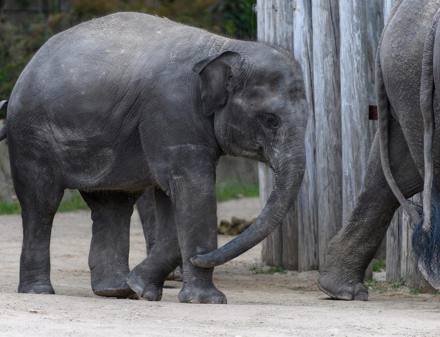 Elephants